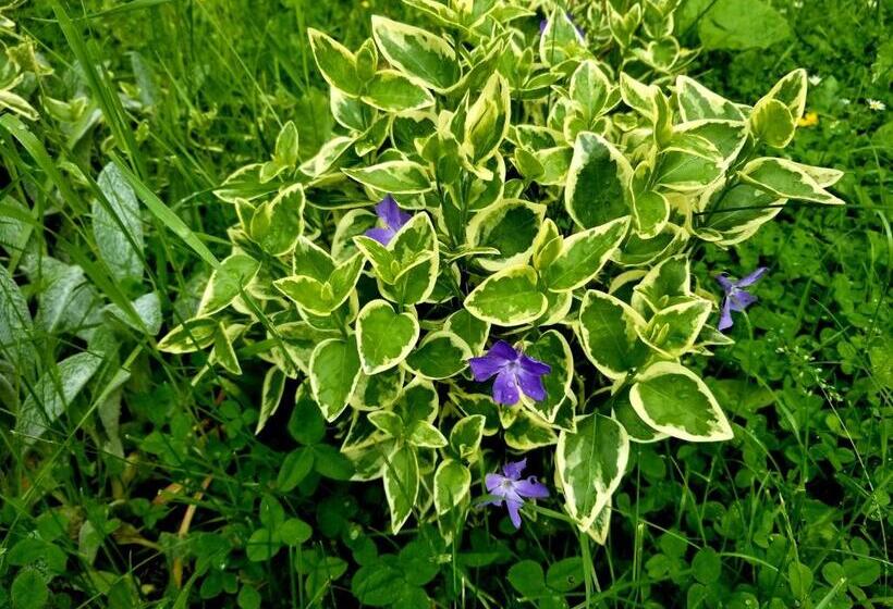 Hotell садиба святослав