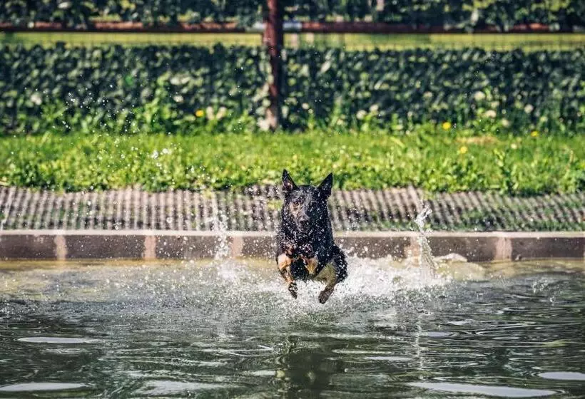 Hotelli Chalets Franciska Major, Pro Village