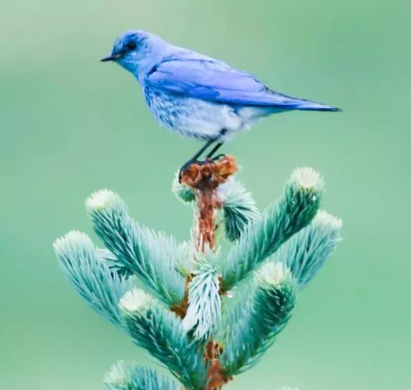 Misty Ridge Retreat B&b