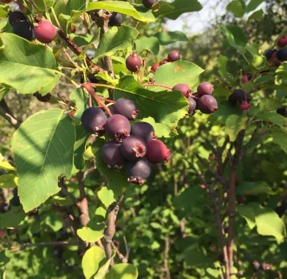 Misty Ridge Retreat B&b