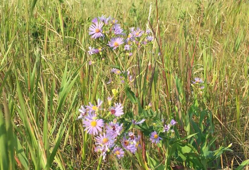 Misty Ridge Retreat B&b