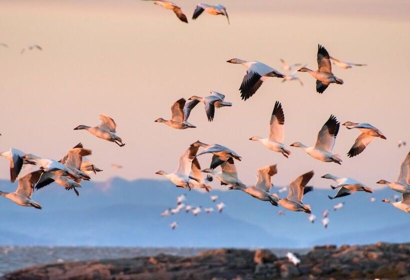 فندق صغير Auberge Pourvoirie Isle Aux Grues
