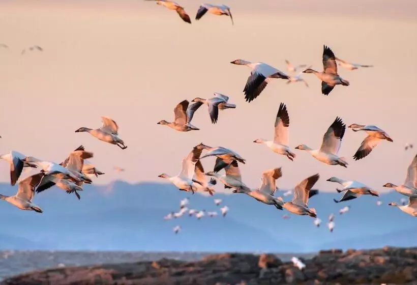 Auberge Pourvoirie Isle Aux Grues