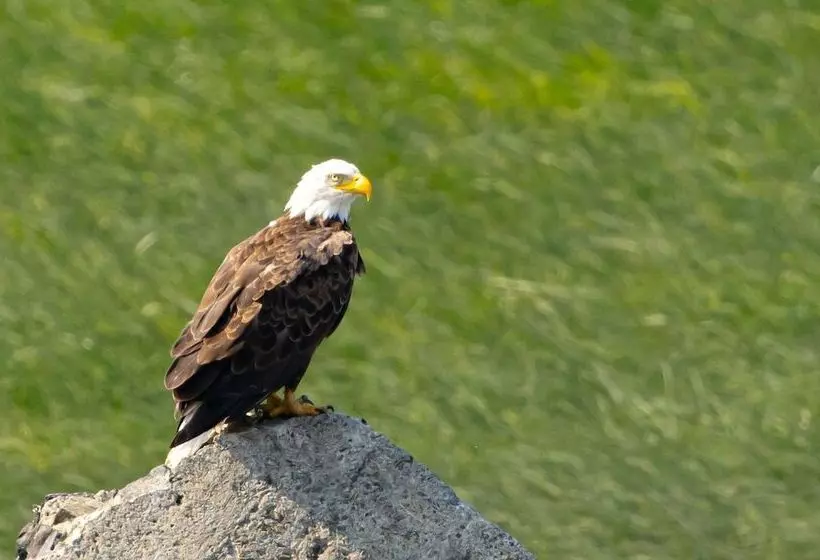Auberge Pourvoirie Isle Aux Grues