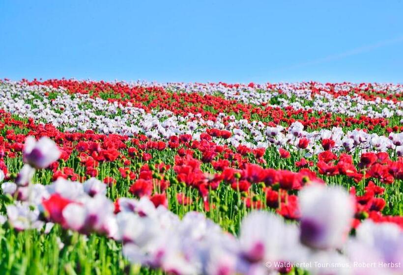 ユースホステル Gasthof Speneder