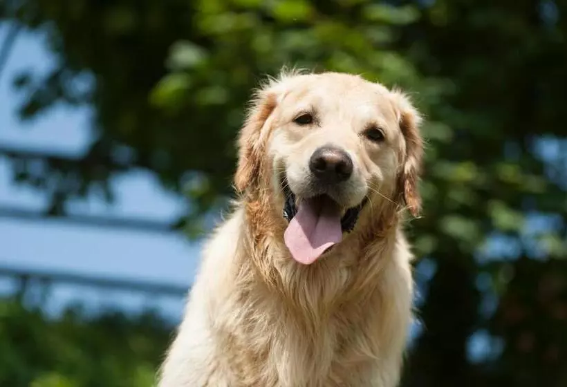 Hotelli Herol   My Mountain Retreat