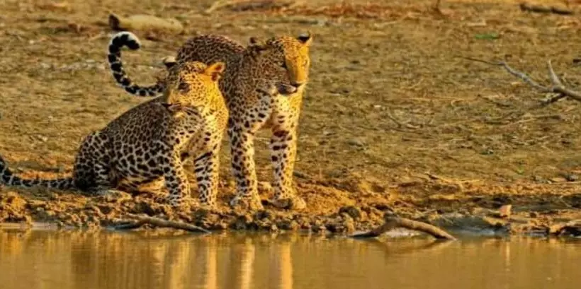 호텔 Cinnamon Wild Yala