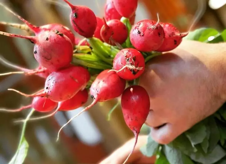 István Parkhotel és Gasztrofarm