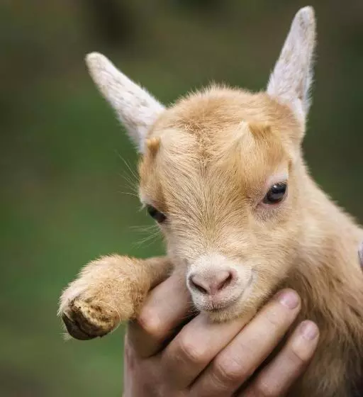 Majatalo Residência Iris