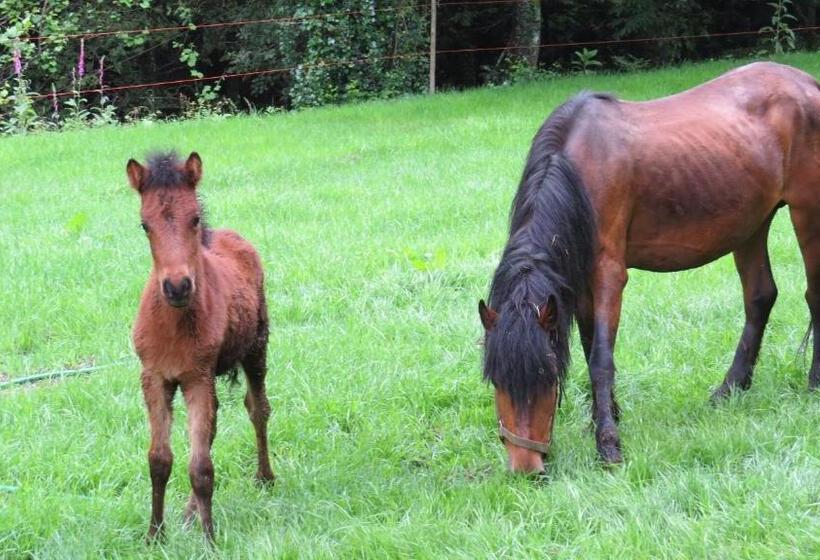 פנסיון Residência Iris