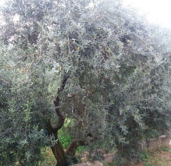 צימר Il Ceppo Sui Sentieri Per Amalfi