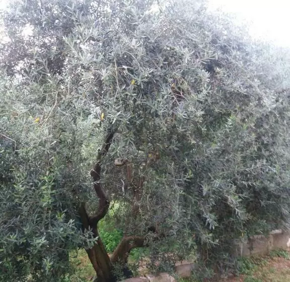 Aamiaismajoitus (B&B) Il Ceppo Sui Sentieri Per Amalfi