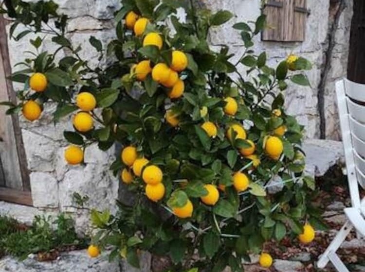 Lovely Cottage With Sea Views In Selca, Croatia