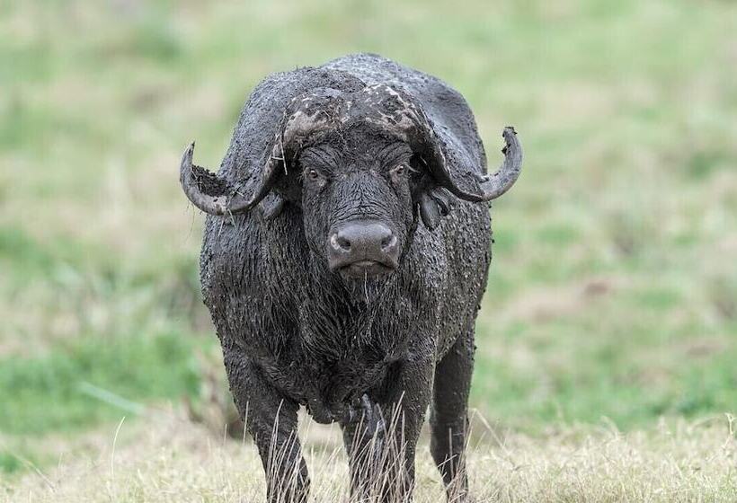 هتل Talek Olkinyei Camp