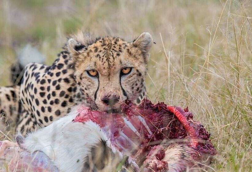 هتل Talek Olkinyei Camp