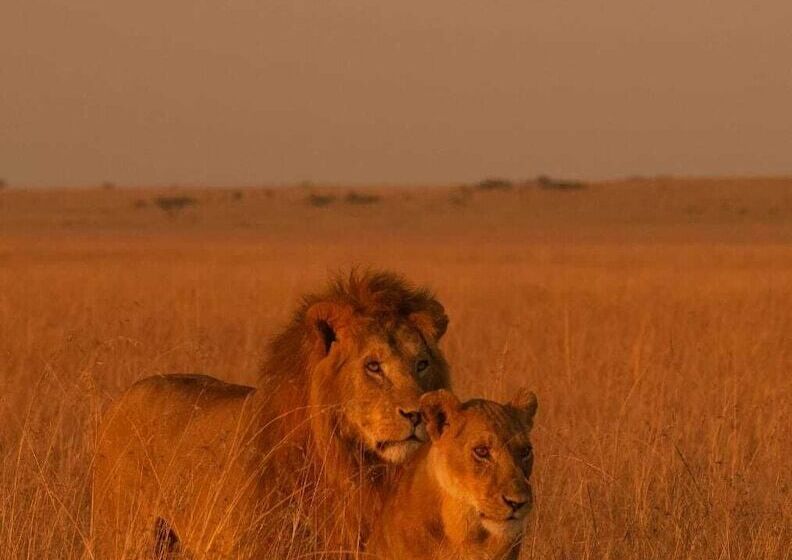 هتل Talek Olkinyei Camp