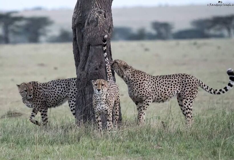 هتل Talek Olkinyei Camp