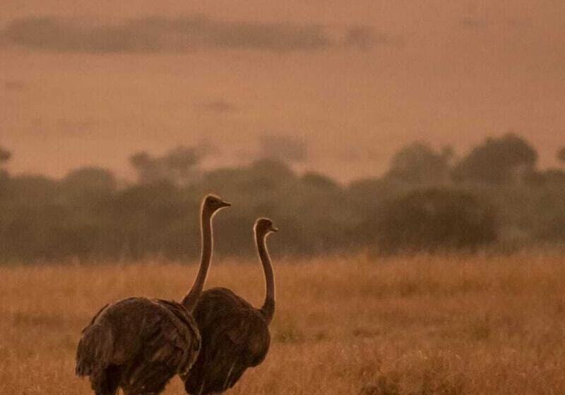 هتل Talek Olkinyei Camp