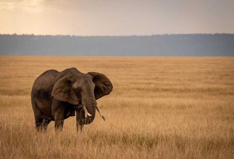 هتل Talek Olkinyei Camp