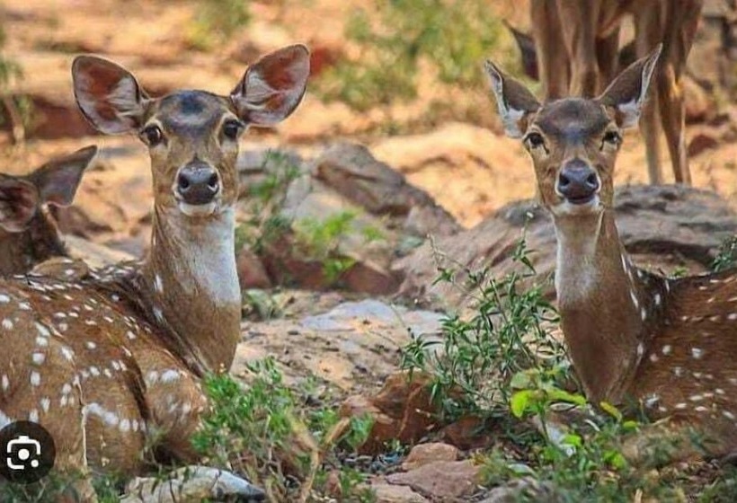 ホテル Mountain Midst