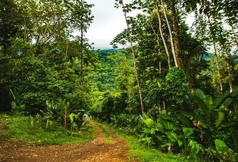 تختخواب و صبحانه Oasis Uvita