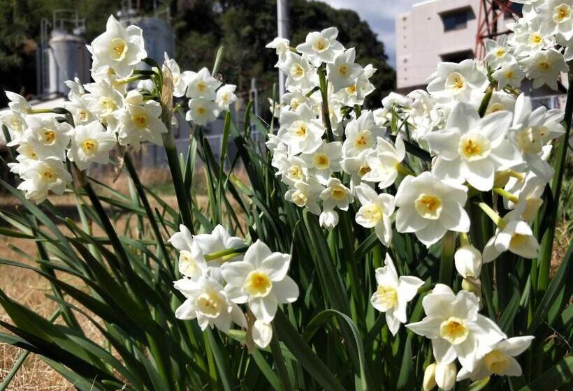 旅館 Izu Shirada Villa 伊豆白田家
