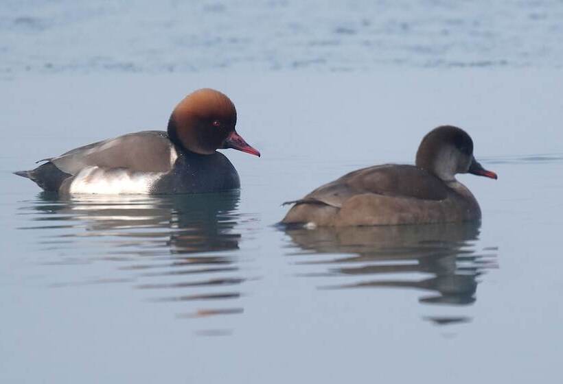 فندق Domaine De La Thiau