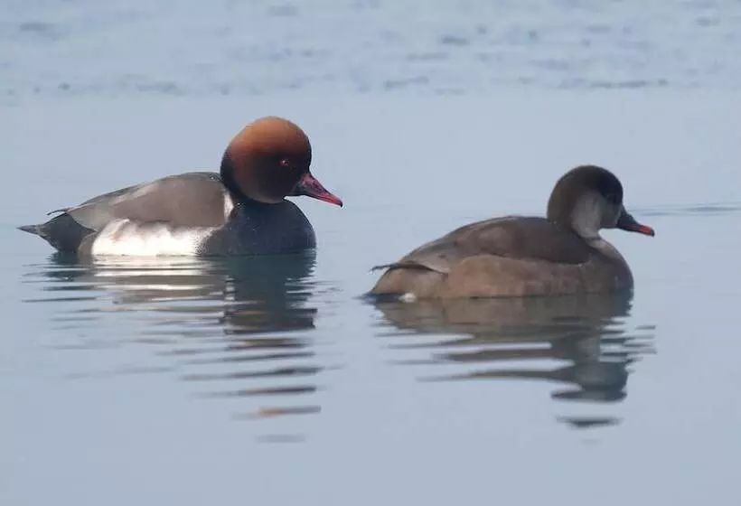 호텔 Domaine De La Thiau