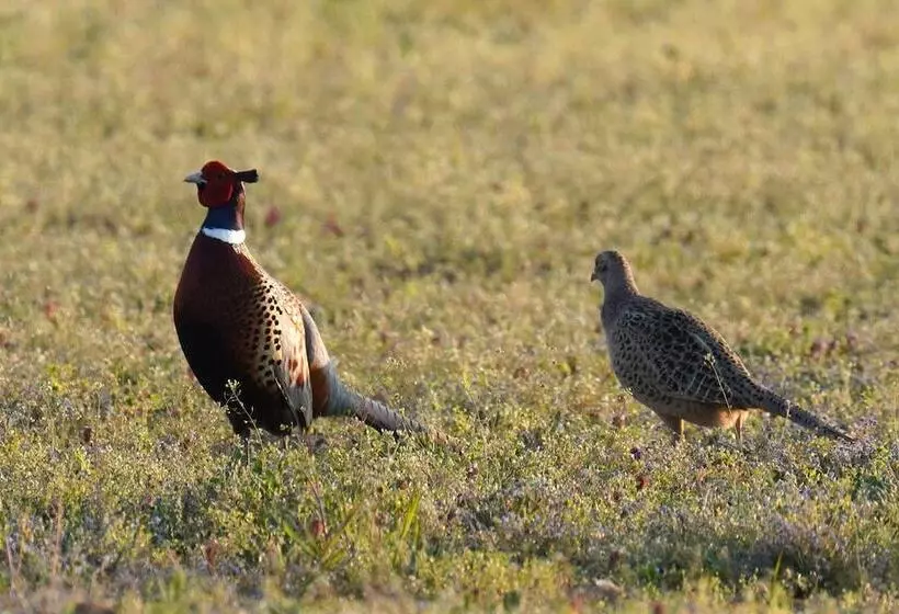 호텔 Domaine De La Thiau