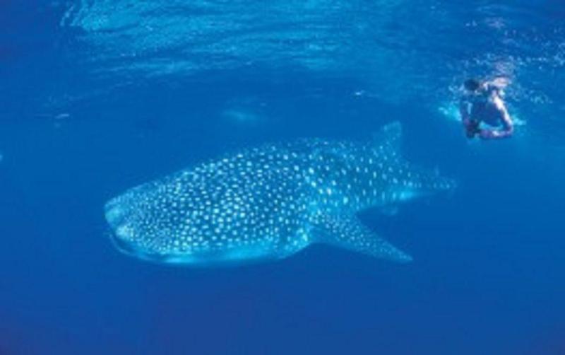 בית מלון כפרי Rac Exmouth Cape Holiday Park