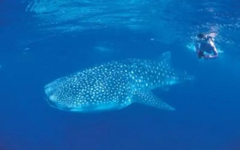 酒店 Rac Exmouth Cape Holiday Park