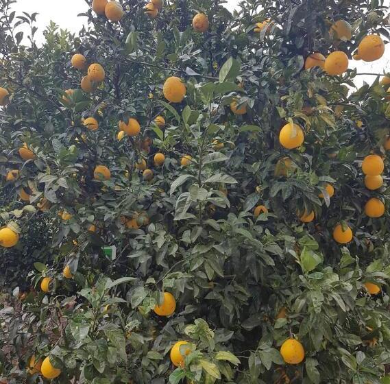 تختخواب و صبحانه Guesthouse Hill Side