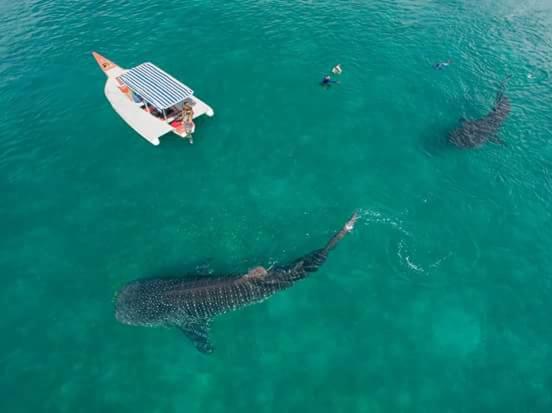 민박 Mafia Beach Bungalows Sea View