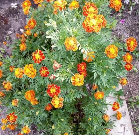 Aamiaismajoitus (B&B) Mafia Beach Bungalows Sea View