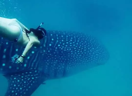 Aamiaismajoitus (B&B) Mafia Beach Bungalows Sea View