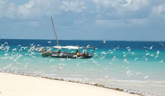민박 Mafia Beach Bungalows Sea View
