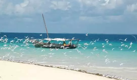 Aamiaismajoitus (B&B) Mafia Beach Bungalows Sea View