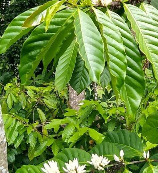 펜션 The Pepper Cottage