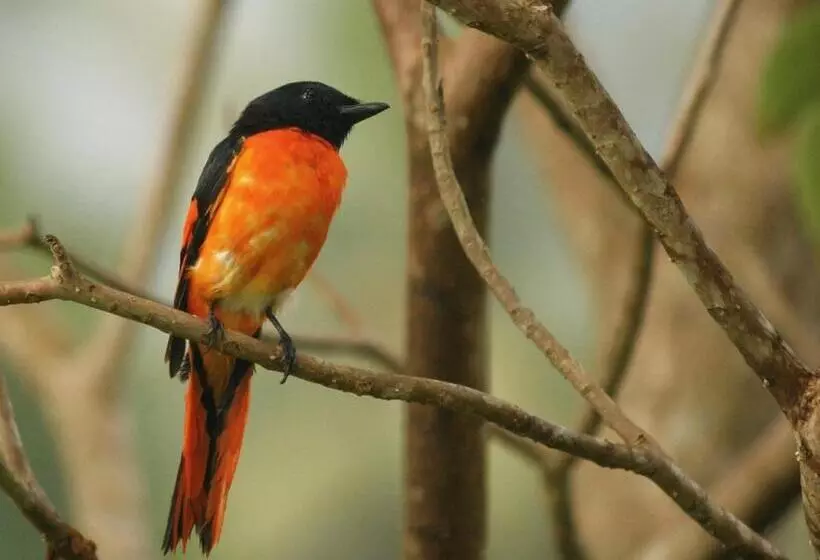 ペンション The Pepper Cottage