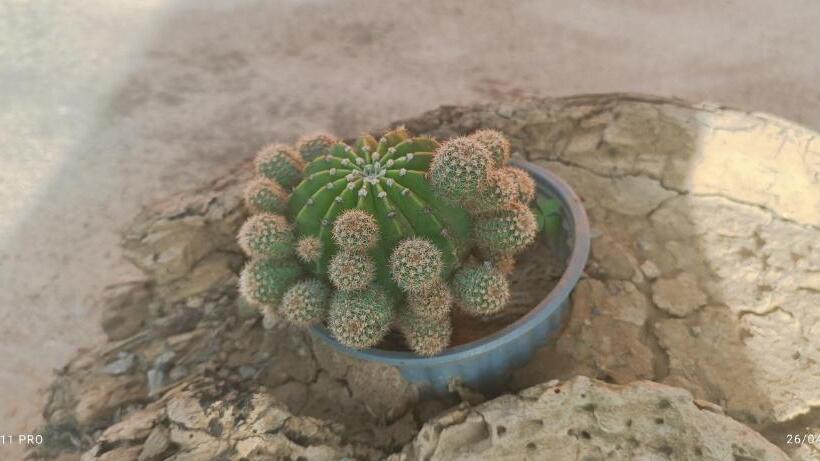 Hostel La Posada De Los Tumpis