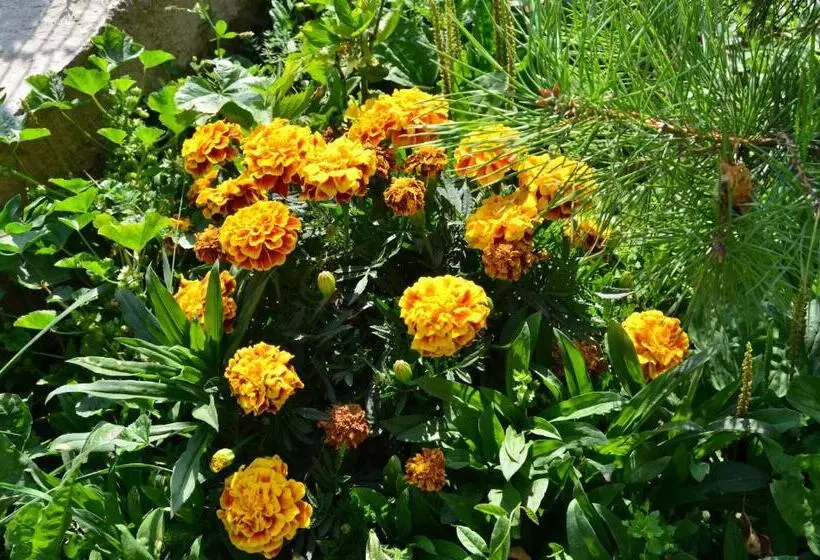 Green Dilijan B&b