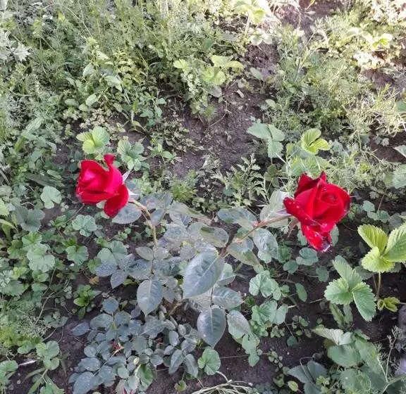 Green Dilijan B&b