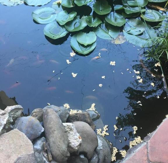 酒店 Complex Korop