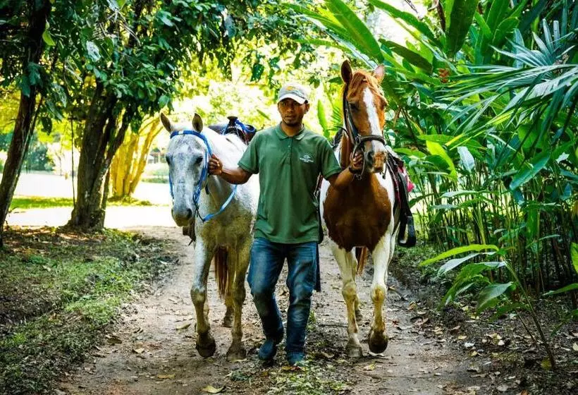 Lomakeskus Tanager Rainforest Lodge