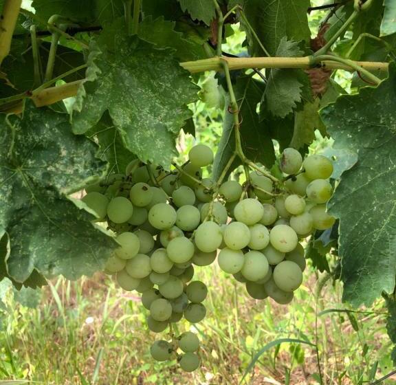 فندق гостиный дом Comfort