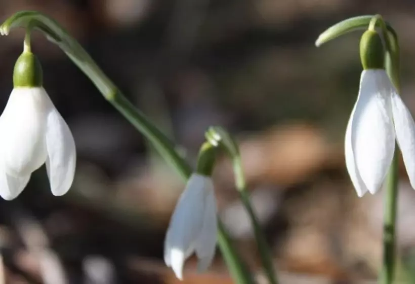 Hotelli Hôtel Des Voyageurs