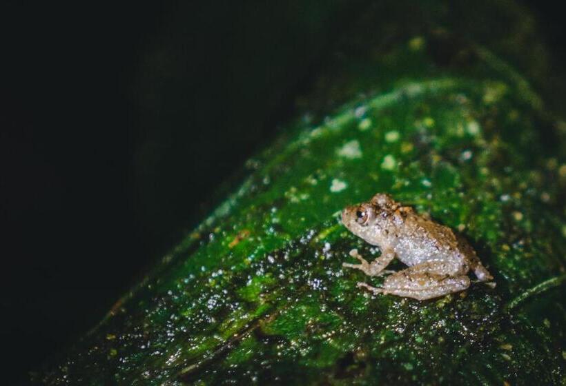 בית מלון כפרי Piripe Wellness Lodge