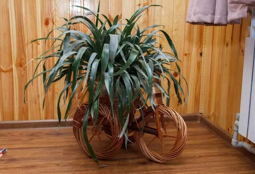 Majatalo карпатське сяйво