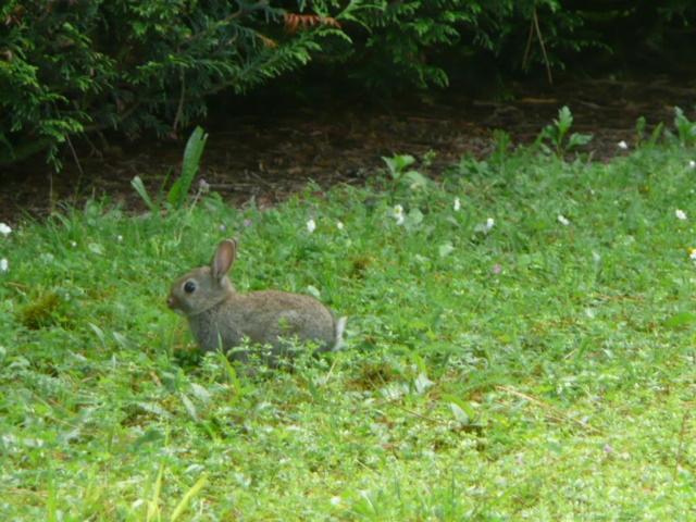 Пансион Galot La Chapelle
