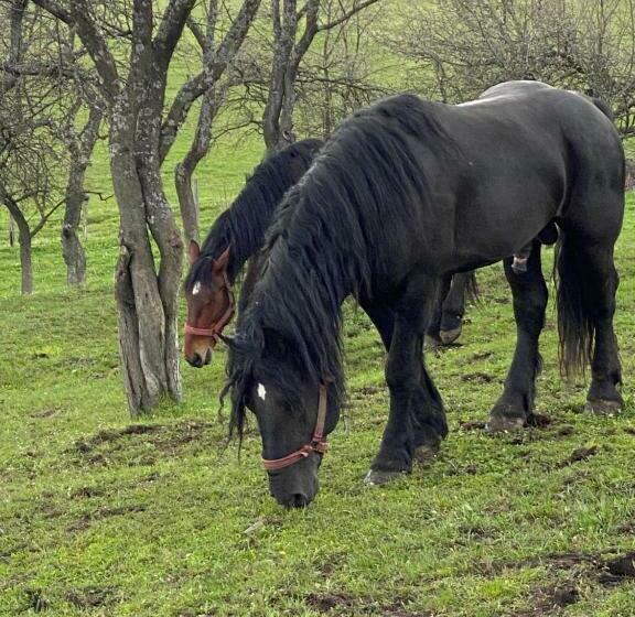 호텔 Complex Merisoru De Munte